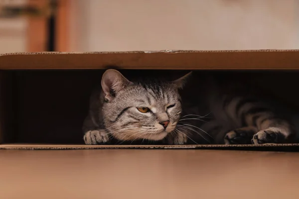 Black White Tabby Cat Climbed Cardboard Box Floor Frolicked — Stock Photo, Image