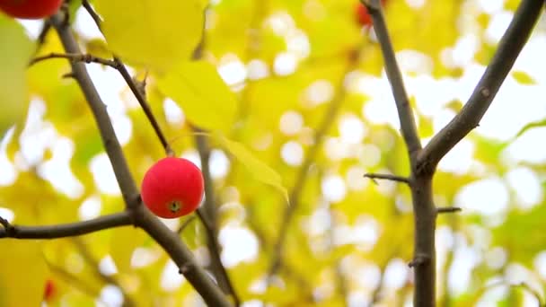 Yeşil ve sarı yapraklı bir dalda küçük olgun kırmızı elmalar. "Ranetki" cinsinden elmaların güz hasadı. — Stok video