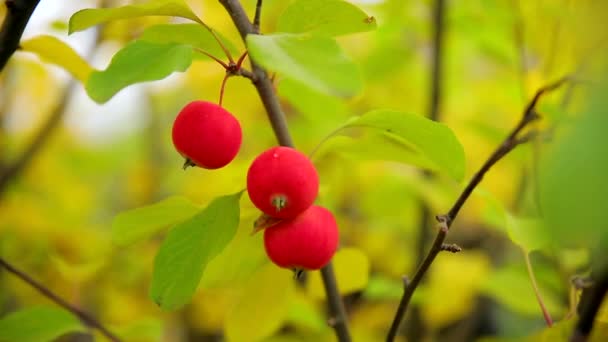Petites pommes rouges mûres sur une branche aux feuilles vertes et jaunes. Récolte automnale de pommes de la variété "Ranetki". — Video