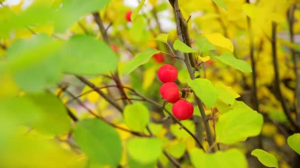 Small ripe red apples on a branch with green and yellow leaves. Autumn harvest of apples of the "Ranetki" variety. — Stock Video