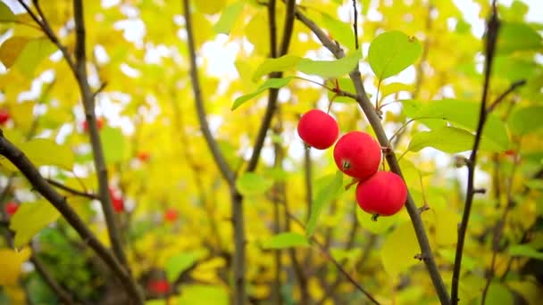 Petites pommes rouges mûres sur une branche aux feuilles vertes et jaunes. Récolte automnale de pommes de la variété "Ranetki". — Video