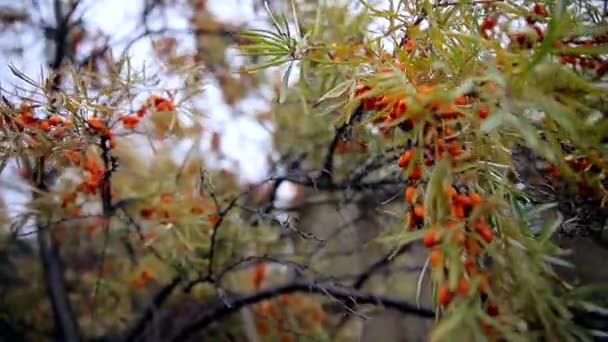 Een tak van een duindoorn boom met veel rijpe sinaasappel bessen zwaait in de wind. — Stockvideo