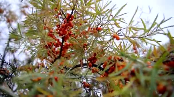 Egy homoktövisfa ágát, sok érett narancs bogyóval a szélben.. — Stock videók