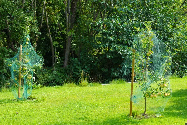 Koruyucu ağ ile kaplı iki elma ağacı. Olgun elmalar.