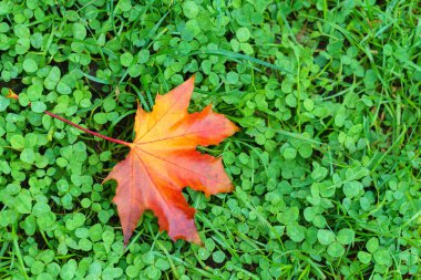 Tek bir kırmızı ve turuncu akçaağaç yaprağı yeşil yonca yatağında yerde yatıyor..
