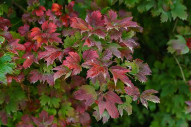 Sonbaharda bir ağacın parlak kırmızı yeşil yaprakları. Sonbaharda bir ağacın yoğun dalları.