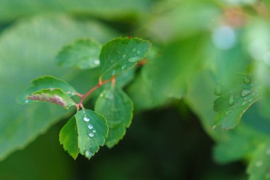 Yağmur damlaları olan bir ağacın yeşil yaprakları. Arka plan bulanık. Yakın plan..