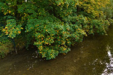 Nehrin üzerinde sarkan ağaçların sarı yeşil yaprakları. Sonbahar manzarası.