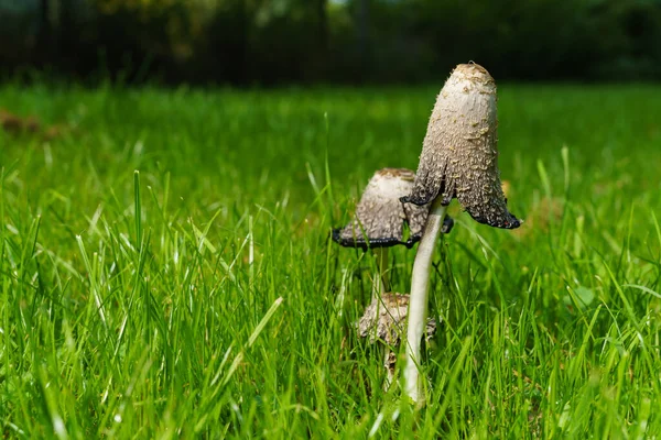 Deux Faux Champignons Parasols Sur Herbe Verte Gros Plan — Photo