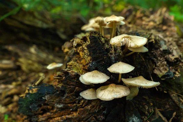 丛生的迷宫蘑菇为双年虫型流产 靠近点 — 图库照片