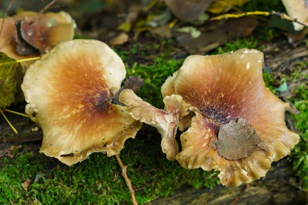 Estante Setas Hongos Que Crecen Una Rama Árbol Muerto Primer —  Fotos de Stock