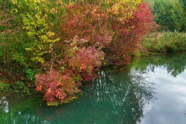 深い秋には川の上に木がぶら下がっている 秋に紅葉します オレンジ レッド グリーン — ストック写真