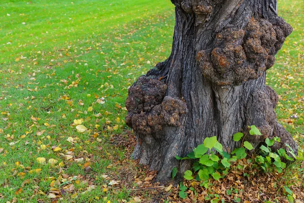 大きく成長した古い木の幹 緑の草の上に落ちた黄色の葉 — ストック写真