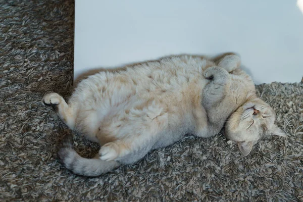 Britská Krátkosrstá Kočka Šedá Zakouřená Spí Zádech Nohy Jsou Přehnuté — Stock fotografie