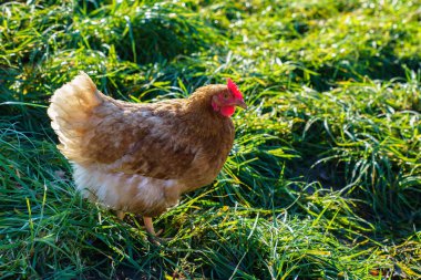 Yeşil çimlerin üzerinde kahverengi tavuk. Güneşli bir gün. Yan görünüm.