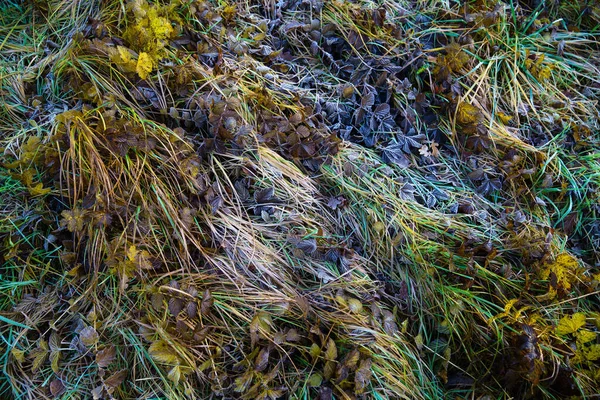 秋初的早晨 枯草落叶冻死了 从上面看 — 图库照片