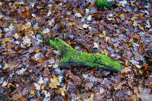 Moss Pokryte Oddział Jesiennych Liści Widok Góry — Zdjęcie stockowe