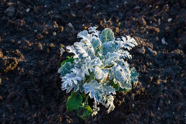 Tempo Frio Uma Planta Verde Solitária Coberta Geada Vista Superior — Fotografia de Stock