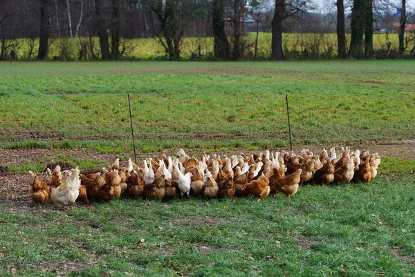 屋外の鶏の農場 鶏の餌 自由な範囲の農業 — ストック写真
