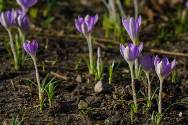 Yeşil yapraklı, sarı saplı ve çayırda güneş yansıyan mor bahar çiçeği. Yeşillikte çiçek açan bir ev bahçesi.