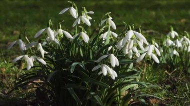 Yeşil bir tarlada bir grup beyaz kar tanesi. Hafif bir esinti narin çiçekleri sallar. Kapat..