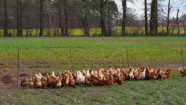 Auf Einem Bauernhof Streifen Freilaufende Hühner Durch Den Hof Fütterung — Stockvideo