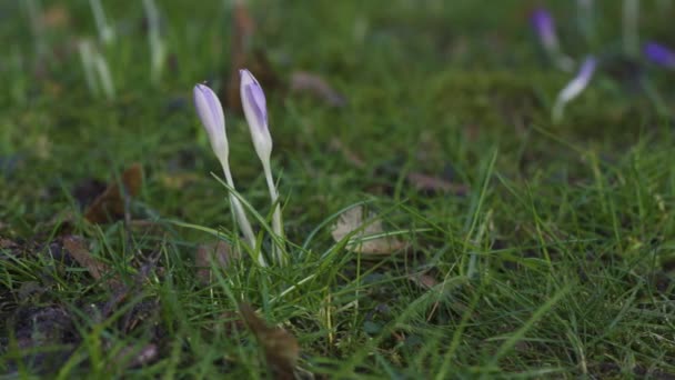 Due Crocus Non Aperti Prato Verde Scivolo Orizzontale Della Fotocamera — Video Stock