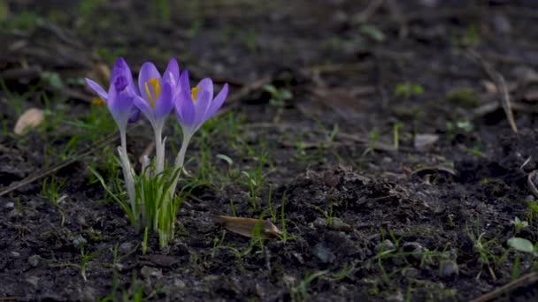 Primo Piano Tre Brillanti Fiori Croco Viola Con Pistillo Giallo — Video Stock