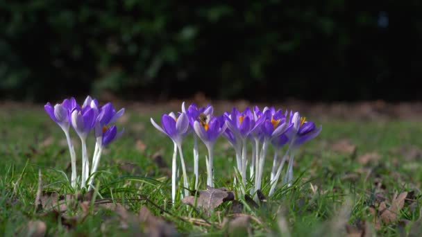 Les Abeilles Récoltent Nectar Sur Les Crocus Violets Gros Plan — Video