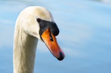 Beyaz bir kuğunun kafasının yakın çekimi. Kameraya bakıyorum. Yakın çekim..