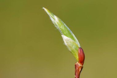 Yeşil arka plandaki ağaç dallarında genç bahar tomurcukları. Bahar mevsimi makrosu kapanıyor.