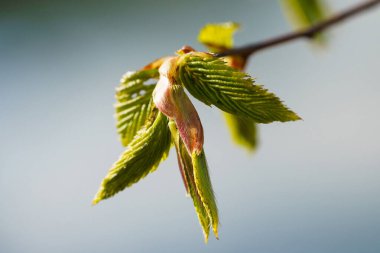 Bahar tomurcuğu makro manzarası, bahar mevsimi, makro. Kırmızı yaprağı olan filizlenen ağaç.. 