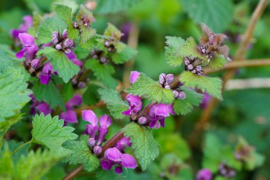 Bahar bahçesinde çiçek açmış Lamium purpureum. Kapat..