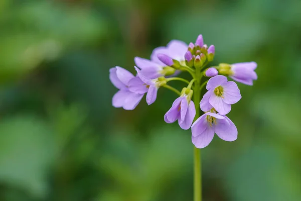 Güzel guguk kuşu çiçeklerinin (Cardamine pratensis) seçici odak noktası. Yakın çekim..