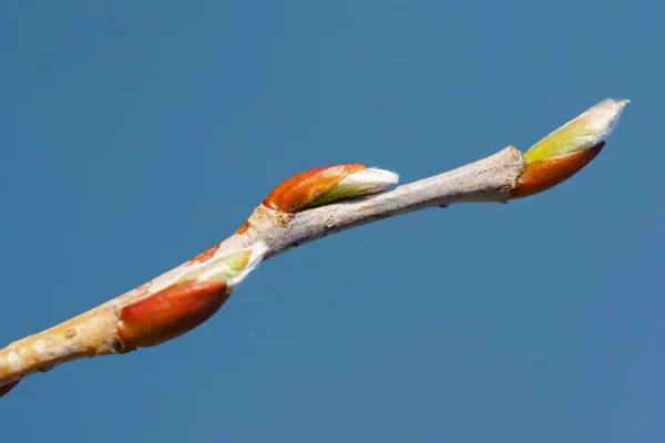 Junge Frühlingsknospen Den Zweigen Der Bäume Auf Blauem Hintergrund Frühlingshafte — Stockfoto