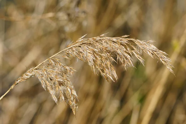 Загальна Пшенична Трава Крупним Планом Квітучі Стебла Звисають Весняний Час — стокове фото