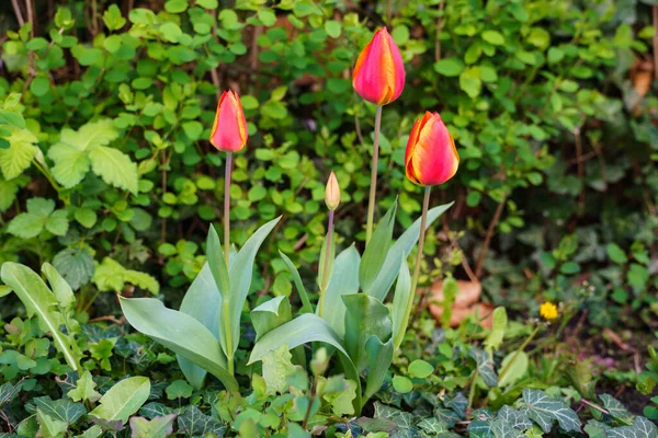 Kırmızı Kırmızı Sarı Taze Bahar Lale Çiçekleri Çalıların Arka Planında — Stok fotoğraf