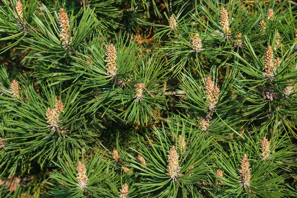 Young Fir Long Needles Fir Spring Flowering Fir Cones Early — Stock Photo, Image