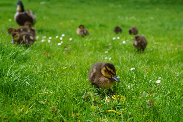Kleines Entlein Auf Dem Rasen Hintergrund Ist Eine Ente Mit — Stockfoto