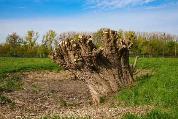 Gran Tronco Árbol Con Ramas Aserradas Paisaje Primavera Con Cielo — Foto de Stock