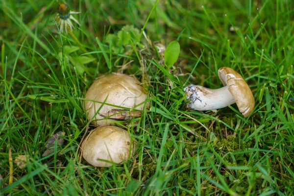 Skördas Hösten Fantastiska Ätliga Svamp Boletus Edulis Närbild — Stockfoto