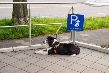 Alışveriş merkezinin belirlenmiş köpek parkında siyah beyaz bir köpek yatıyor. Köpekler için bir yer olduğunu gösteren mavi bir işaret..