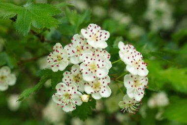 Parktaki güzel beyaz alyssum çiçeklerinin yakın plan çekimi. Bir demet beyaz tatlı alyssum.