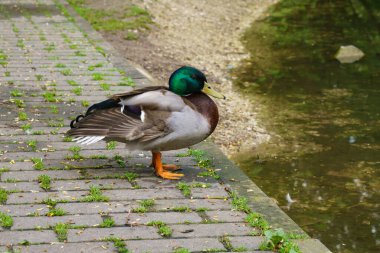Drake (Mallard), bir göletin kıyısındaki yaban ördeği (Anas platyrhynchos). Kaldırım taşlı setin üzerinde duruyor..