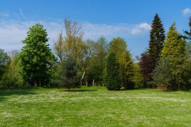 Çimenli çimenler çiçek açan beyaz çiçeklerle doludur. Arka planda kozalaklı ve yaprak döken ağaçlar var. Mavi gökyüzü.