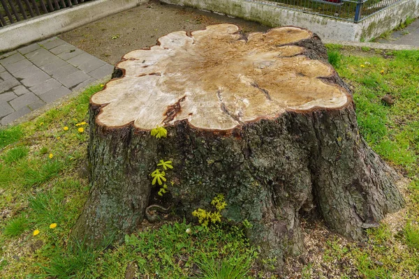 Tronco Gran Árbol Aserrado Con Brotes Verdes Jóvenes Cerca — Foto de Stock