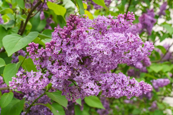 Fragment Blooming Common Lilac Botanical Garden Close — Stock Photo, Image