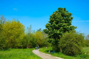 Üç kişilik bir aile bahar parkında yürüyüş yolunda bisiklet sürüyor. Açık mavi gökyüzü.