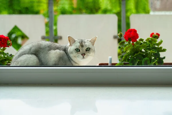Brytyjski Kot Leży Parapecie Zagląda Środka Kwitnące Pelargonie Oknem — Zdjęcie stockowe
