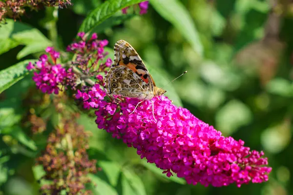 Röd Amiral Fjäril Sitter Violetta Blommorna Närbild — Stockfoto